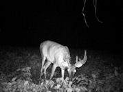 Kentucky deer hunting, western kentucky deer hunting, deer hunting, hunting, archery, Whitetail deer hunting, west ky whitetail hunting, kentucky whitetail outfitters, boone & crocket