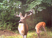 Kentucky deer hunting, western kentucky deer hunting, deer hunting, hunting, archery, Whitetail deer hunting, west ky whitetail hunting, kentucky whitetail outfitters, boone & crocket