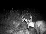 Kentucky deer hunting, western kentucky deer hunting, deer hunting, hunting, archery, Whitetail deer hunting, west ky whitetail hunting, kentucky whitetail outfitters, boone & crocket