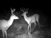 Kentucky deer hunting, western kentucky deer hunting, deer hunting, hunting, archery, Whitetail deer hunting, west ky whitetail hunting, kentucky whitetail outfitters, boone & crocket