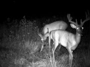 Kentucky deer hunting, western kentucky deer hunting, deer hunting, hunting, archery, Whitetail deer hunting, west ky whitetail hunting, kentucky whitetail outfitters, boone & crocket