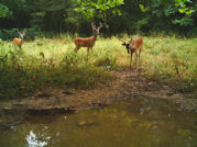 Kentucky deer hunting, western kentucky deer hunting, deer hunting, hunting, archery, Whitetail deer hunting, west ky whitetail hunting, kentucky whitetail outfitters, boone & crocket
