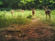 Kentucky deer hunting, western kentucky deer hunting, deer hunting, hunting, archery, Whitetail deer hunting, west ky whitetail hunting, kentucky whitetail outfitters, boone & crocket