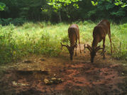 Kentucky deer hunting, western kentucky deer hunting, deer hunting, hunting, archery, Whitetail deer hunting, west ky whitetail hunting, kentucky whitetail outfitters, boone & crocket