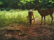 Kentucky deer hunting, western kentucky deer hunting, deer hunting, hunting, archery, Whitetail deer hunting, west ky whitetail hunting, kentucky whitetail outfitters, boone & crocket