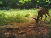 Kentucky deer hunting, western kentucky deer hunting, deer hunting, hunting, archery, Whitetail deer hunting, west ky whitetail hunting, kentucky whitetail outfitters, boone & crocket
