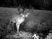 Kentucky deer hunting, western kentucky deer hunting, deer hunting, hunting, archery, Whitetail deer hunting, west ky whitetail hunting, kentucky whitetail outfitters, boone & crocket