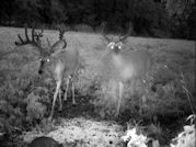 Kentucky deer hunting, western kentucky deer hunting, deer hunting, hunting, archery, Whitetail deer hunting, west ky whitetail hunting, kentucky whitetail outfitters, boone & crocket
