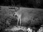Kentucky deer hunting, western kentucky deer hunting, deer hunting, hunting, archery, Whitetail deer hunting, west ky whitetail hunting, kentucky whitetail outfitters, boone & crocket