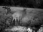 Kentucky deer hunting, western kentucky deer hunting, deer hunting, hunting, archery, Whitetail deer hunting, west ky whitetail hunting, kentucky whitetail outfitters, boone & crocket