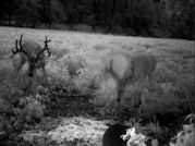 Kentucky deer hunting, western kentucky deer hunting, deer hunting, hunting, archery, Whitetail deer hunting, west ky whitetail hunting, kentucky whitetail outfitters, boone & crocket