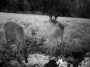 Kentucky deer hunting, western kentucky deer hunting, deer hunting, hunting, archery, Whitetail deer hunting, west ky whitetail hunting, kentucky whitetail outfitters, boone & crocket