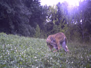 Kentucky deer hunting, western kentucky deer hunting, deer hunting, hunting, archery, Whitetail deer hunting, west ky whitetail hunting, kentucky whitetail outfitters, boone & crocket