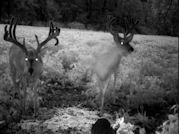 Kentucky deer hunting, western kentucky deer hunting, deer hunting, hunting, archery, Whitetail deer hunting, west ky whitetail hunting, kentucky whitetail outfitters, boone & crocket