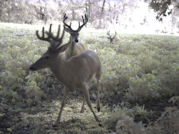 Kentucky deer hunting, western kentucky deer hunting, deer hunting, hunting, archery, Whitetail deer hunting, west ky whitetail hunting, kentucky whitetail outfitters, boone & crocket