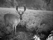 Kentucky deer hunting, western kentucky deer hunting, deer hunting, hunting, archery, Whitetail deer hunting, west ky whitetail hunting, kentucky whitetail outfitters, boone & crocket