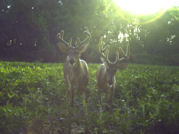 Kentucky deer hunting, western kentucky deer hunting, deer hunting, hunting, archery, Whitetail deer hunting, west ky whitetail hunting, kentucky whitetail outfitters, boone & crocket