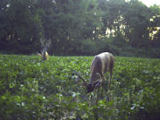 Kentucky deer hunting, western kentucky deer hunting, deer hunting, hunting, archery, Whitetail deer hunting, west ky whitetail hunting, kentucky whitetail outfitters, boone & crocket