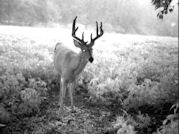 Kentucky deer hunting, western kentucky deer hunting, deer hunting, hunting, archery, Whitetail deer hunting, west ky whitetail hunting, kentucky whitetail outfitters, boone & crocket