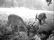 Kentucky deer hunting, western kentucky deer hunting, deer hunting, hunting, archery, Whitetail deer hunting, west ky whitetail hunting, kentucky whitetail outfitters, boone & crocket