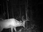 Kentucky deer hunting, western kentucky deer hunting, deer hunting, hunting, archery, Whitetail deer hunting, west ky whitetail hunting, kentucky whitetail outfitters, boone & crocket