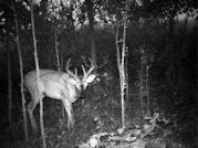 Kentucky deer hunting, western kentucky deer hunting, deer hunting, hunting, archery, Whitetail deer hunting, west ky whitetail hunting, kentucky whitetail outfitters, boone & crocket