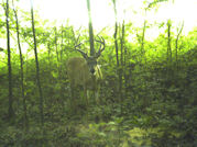 Kentucky deer hunting, western kentucky deer hunting, deer hunting, hunting, archery, Whitetail deer hunting, west ky whitetail hunting, kentucky whitetail outfitters, boone & crocket