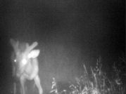 Kentucky deer hunting, western kentucky deer hunting, deer hunting, hunting, archery, Whitetail deer hunting, west ky whitetail hunting, kentucky whitetail outfitters, boone & crocket