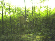 Kentucky deer hunting, western kentucky deer hunting, deer hunting, hunting, archery, Whitetail deer hunting, west ky whitetail hunting, kentucky whitetail outfitters, boone & crocket