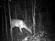 Kentucky deer hunting, western kentucky deer hunting, deer hunting, hunting, archery, Whitetail deer hunting, west ky whitetail hunting, kentucky whitetail outfitters, boone & crocket