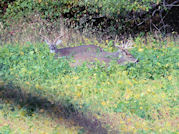 Kentucky deer hunting, western kentucky deer hunting, deer hunting, hunting, archery, Whitetail deer hunting, west ky whitetail hunting, kentucky whitetail outfitters, boone & crocket