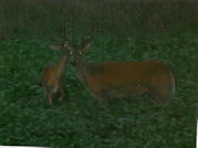 Kentucky deer hunting, western kentucky deer hunting, deer hunting, hunting, archery, Whitetail deer hunting, west ky whitetail hunting, kentucky whitetail outfitters, boone & crocket