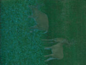 Kentucky deer hunting, western kentucky deer hunting, deer hunting, hunting, archery, Whitetail deer hunting, west ky whitetail hunting, kentucky whitetail outfitters, boone & crocket