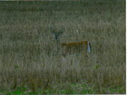 Kentucky deer hunting, western kentucky deer hunting, deer hunting, hunting, archery, Whitetail deer hunting, west ky whitetail hunting, kentucky whitetail outfitters, boone & crocket