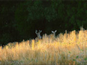 Kentucky deer hunting, western kentucky deer hunting, deer hunting, hunting, archery, Whitetail deer hunting, west ky whitetail hunting, kentucky whitetail outfitters, boone & crocket