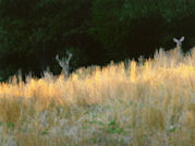 Kentucky deer hunting, western kentucky deer hunting, deer hunting, hunting, archery, Whitetail deer hunting, west ky whitetail hunting, kentucky whitetail outfitters, boone & crocket