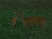 Kentucky deer hunting, western kentucky deer hunting, deer hunting, hunting, archery, Whitetail deer hunting, west ky whitetail hunting, kentucky whitetail outfitters, boone & crocket