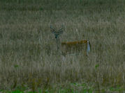 Kentucky deer hunting, western kentucky deer hunting, deer hunting, hunting, archery, Whitetail deer hunting, west ky whitetail hunting, kentucky whitetail outfitters, boone & crocket