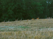 Kentucky deer hunting, western kentucky deer hunting, deer hunting, hunting, archery, Whitetail deer hunting, west ky whitetail hunting, kentucky whitetail outfitters, boone & crocket