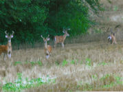 Kentucky deer hunting, western kentucky deer hunting, deer hunting, hunting, archery, Whitetail deer hunting, west ky whitetail hunting, kentucky whitetail outfitters, boone & crocket
