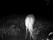 Kentucky deer hunting, western kentucky deer hunting, deer hunting, hunting, archery, Whitetail deer hunting, west ky whitetail hunting, kentucky whitetail outfitters, boone & crocket