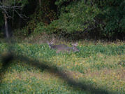 Kentucky deer hunting, western kentucky deer hunting, deer hunting, hunting, archery, Whitetail deer hunting, west ky whitetail hunting, kentucky whitetail outfitters, boone & crocket