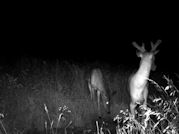 Kentucky deer hunting, western kentucky deer hunting, deer hunting, hunting, archery, Whitetail deer hunting, west ky whitetail hunting, kentucky whitetail outfitters, boone & crocket