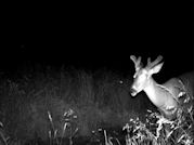 Kentucky deer hunting, western kentucky deer hunting, deer hunting, hunting, archery, Whitetail deer hunting, west ky whitetail hunting, kentucky whitetail outfitters, boone & crocket
