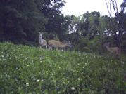 Kentucky deer hunting, western kentucky deer hunting, deer hunting, hunting, archery, Whitetail deer hunting, west ky whitetail hunting, kentucky whitetail outfitters, boone & crocket