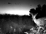 Kentucky deer hunting, western kentucky deer hunting, deer hunting, hunting, archery, Whitetail deer hunting, west ky whitetail hunting, kentucky whitetail outfitters, boone & crocket
