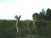 Kentucky deer hunting, western kentucky deer hunting, deer hunting, hunting, archery, Whitetail deer hunting, west ky whitetail hunting, kentucky whitetail outfitters, boone & crocket