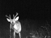 Kentucky deer hunting, western kentucky deer hunting, deer hunting, hunting, archery, Whitetail deer hunting, west ky whitetail hunting, kentucky whitetail outfitters, boone & crocket