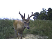 Kentucky deer hunting, western kentucky deer hunting, deer hunting, hunting, archery, Whitetail deer hunting, west ky whitetail hunting, kentucky whitetail outfitters, boone & crocket