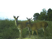 Kentucky deer hunting, western kentucky deer hunting, deer hunting, hunting, archery, Whitetail deer hunting, west ky whitetail hunting, kentucky whitetail outfitters, boone & crocket